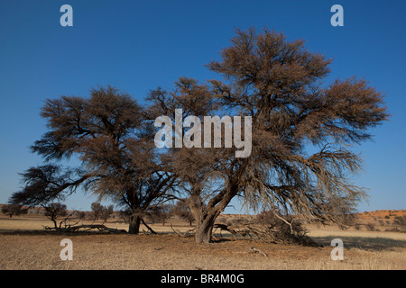 Lit de la rivière Auob, Transfontier Kgalagadi Park, Afrique du Sud Banque D'Images