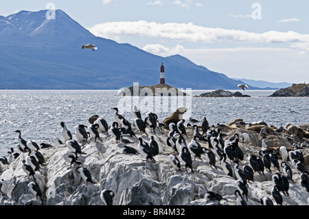 Cormorans (Phalacrocorax atriceps impériale) sur l'Isla de los lobos, Tierra del Fuego, Argentina Banque D'Images