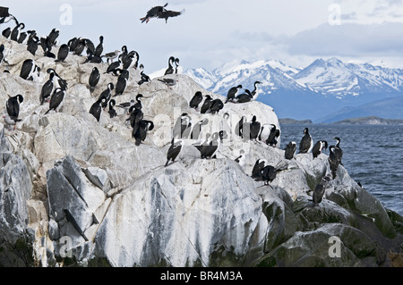 Cormorans (Phalacrocorax atriceps impériale) sur l'Isla de los lobos, Tierra del Fuego, Argentina Banque D'Images