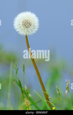 Le pissenlit, Taraxacum sect. Ruderalia Banque D'Images