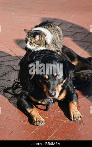 Une souris sur un chat sur un chien à Santa Barbara, CA. Banque D'Images