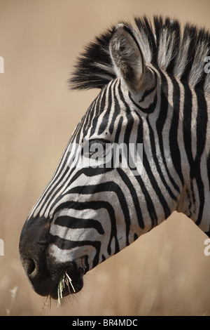 Zèbre des plaines (Equus quagga) dans la savane, Pilanesberg, Afrique du Sud Banque D'Images