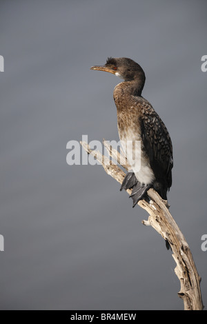 Reed Cormorant (Phalacrocorax africanus) sur une branche, Pilanesberg, Afrique du Sud Banque D'Images