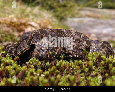 Massasauga (Sistrurus catenatus catenatus) de l'Ontario, Canada Banque D'Images