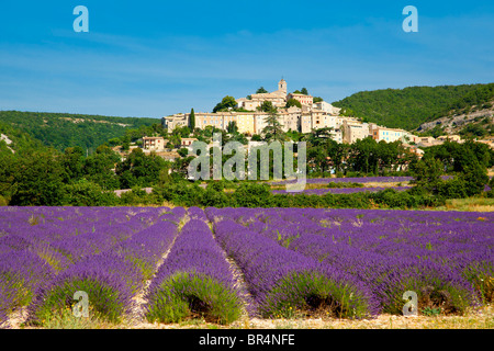 Europe, France, Alpes de Haute Provence (04), champ de lavande en face de Banon Banque D'Images