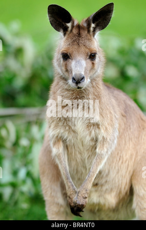 Le kangourou gris (Macropus giganteus), portrait Banque D'Images