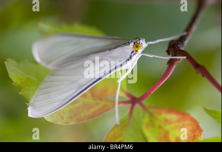 Papillon blanc à Taxco de Alarcon, dans l'État de Guerrero, Mexique Banque D'Images