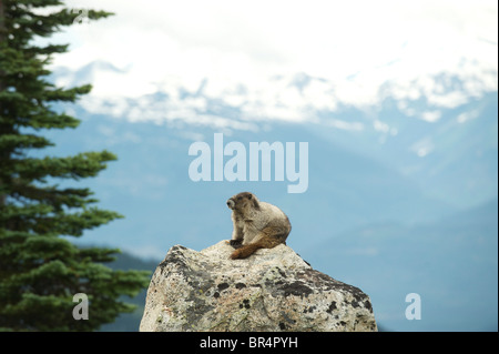 La marmotte des Rocheuses (Marmota caligata). Blackcomb Mountain, Whistler, BC, Canada Banque D'Images