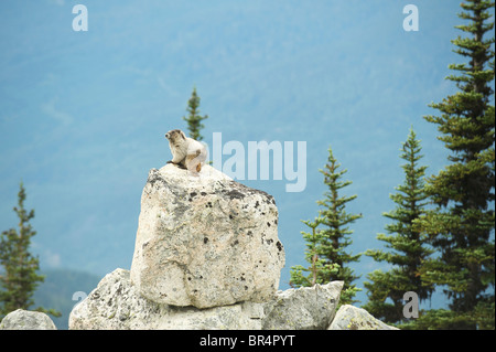 La marmotte des Rocheuses (Marmota caligata). Blackcomb Mountain, Whistler, BC, Canada Banque D'Images