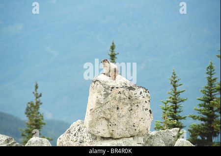 La marmotte des Rocheuses (Marmota caligata). Blackcomb Mountain, Whistler, BC, Canada Banque D'Images