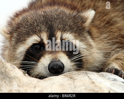 Femelle adulte raton laveur (Procyon lotor) en Ontario, Canada Banque D'Images