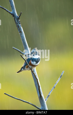 Une Kingfisher bird sous la pluie Banque D'Images