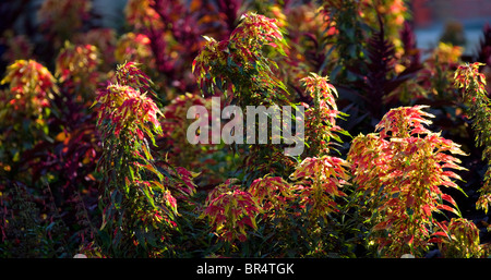 Une banque de couleur vives Joseph's Coat Amarantes (Amaranthus tricolor) dans un jardin. Massif d'amaranthes tricolores dans un jardin Banque D'Images