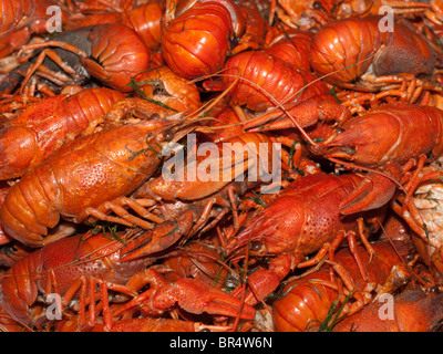 Beaucoup de frais chaud langoustes rouges bouillies Banque D'Images