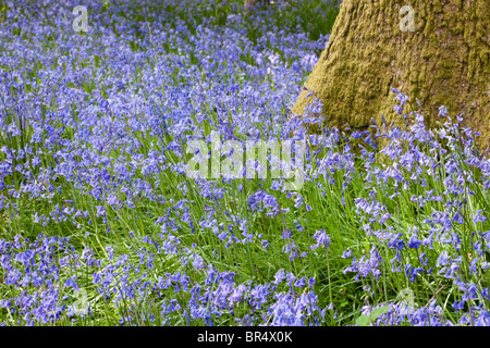 Jacinthes dans la forêt de Dean à Bradley Hill, Soudley, Gloucestershire Banque D'Images