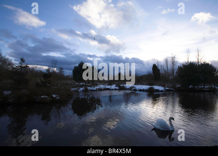 Swan nage sereinement sur un lac en hiver après-midi ensoleillé Banque D'Images