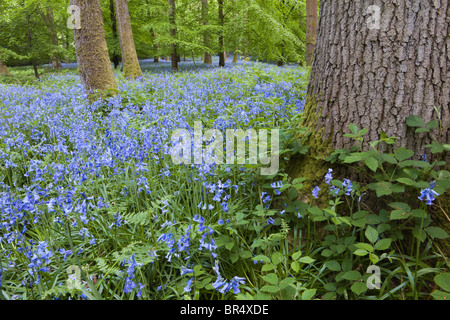 Jacinthes dans la forêt de Dean à Bradley Hill, Soudley, Gloucestershire Banque D'Images