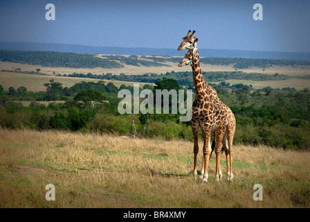 Paire de girafes Masai, Giraffa camelopardalis, Masai Mara National Reserve, Kenya, Africa Banque D'Images