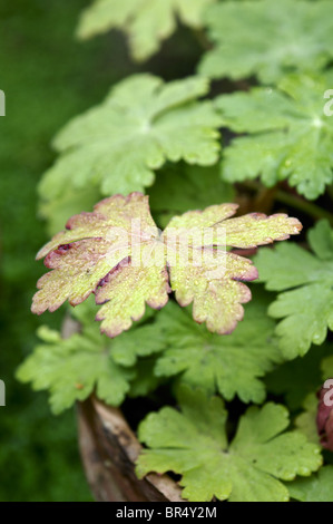 Géranium avec une touche de couleur aumumn. Banque D'Images