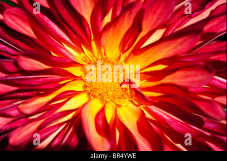 Close up of red dahlia Banque D'Images