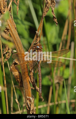 Brown (Hawker Aeshna grandis) Banque D'Images