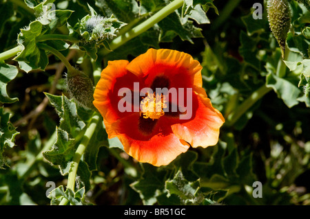 Israël, de l'Hermon Mountain Glaucium oxylobum Horned-Poppy alias Mountain Banque D'Images