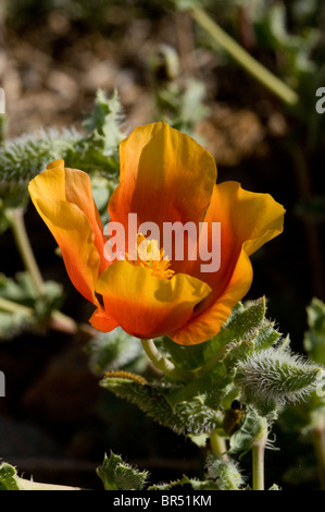 Israël, de l'Hermon Mountain Glaucium oxylobum Horned-Poppy alias Mountain Banque D'Images