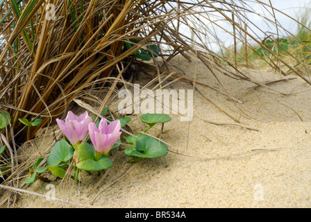 Liseron des champs ou faux Seashore beach morning glory Banque D'Images