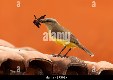 Insecte tyran Bovins Banque D'Images