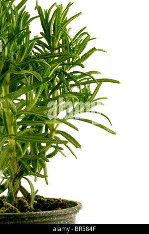 Rosemary plant in vase Banque D'Images