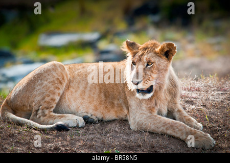 Young male Lion avec les débuts d'une crinière, couché, Panthera leo, Masai Mara National Reserve, Kenya, Africa Banque D'Images