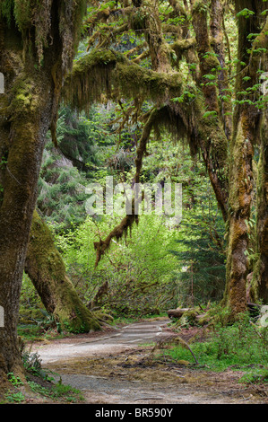 Un sentier serpente à travers les arbres couverts de mousse dans le Hoh Rain Forest dans le nord-ouest du Pacifique. Banque D'Images
