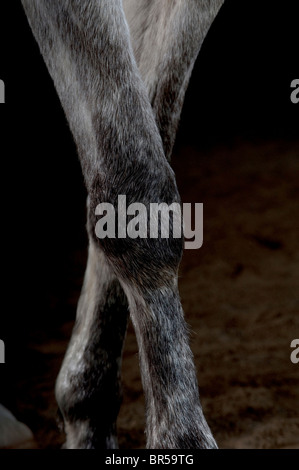 Un cheval blanc / gris photographié sur un fond sombre. Photo par Jim Holden Banque D'Images