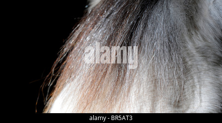 Un cheval blanc / gris photographié sur un fond sombre. Photo par Jim Holden Banque D'Images