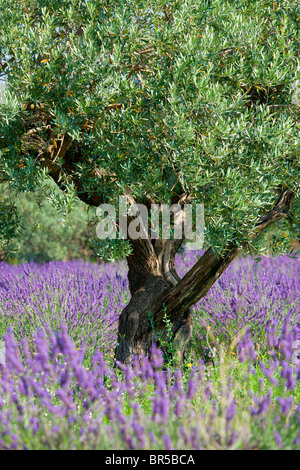 Europe, France, Vaucluse (84), Olivier dans un champ de lavande Banque D'Images