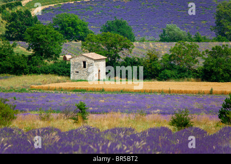 Europe, France, Vaucluse (84), Sault, maison dans un champ de lavande Banque D'Images