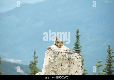 La marmotte des Rocheuses (Marmota caligata). Blackcomb Mountain, Whistler, BC, Canada Banque D'Images