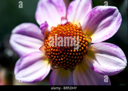 Dahlias 'American PIe', Simple Mignon' Banque D'Images