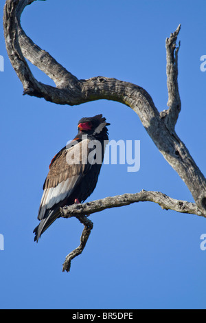 (Terathopius ecaudatus Bateleur femelle) sonder le terrain dans le Parc National Kruger, Afrique du Sud Banque D'Images