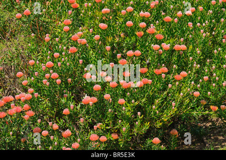 Leucospermum Hybride Scarlet Ribbon, Royaume floral du Cap, Afrique du Sud Banque D'Images