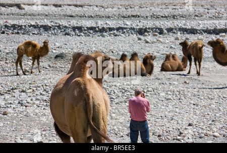 Touristique avec des chameaux dans le plateau du Pamir, Karakoram, Xinjiang, Chine Banque D'Images