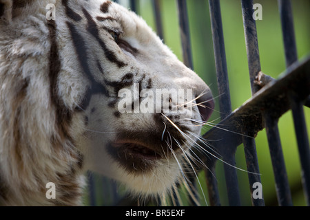 Tête de tigre blanc au zoo Banque D'Images