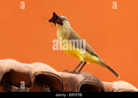 Insecte tyran Bovins Banque D'Images