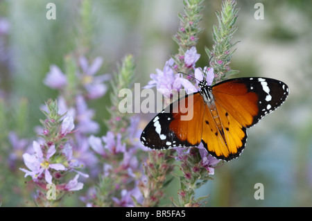 Close up d'un tigre (Danaus chrysippe) AKA Papillon monarque africain tourné en Israël, Août Banque D'Images