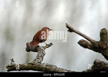 Le Troglodyte mignon (Troglodytes troglodytes) - aka Troglodyte mignon. Construit un nid en forme de dôme. Banque D'Images