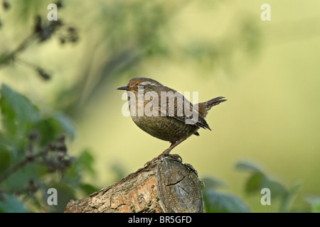 Le Troglodyte mignon (Troglodytes troglodytes) - aka Troglodyte mignon. Construit un nid en forme de dôme. Banque D'Images