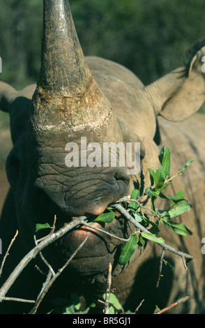 Le rhinocéros noir Diceros bicornis parcourt l'Afrique du Sud Banque D'Images