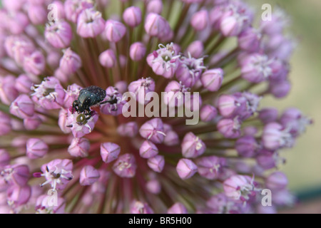 Un Charançon Liparus coronatus reposant sur une fleur d'allium. Banque D'Images