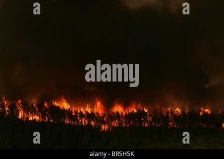 Un incendie fait rage dans une forêt