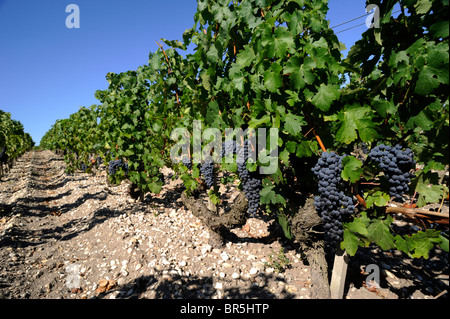 France, Bordeaux, vignobles du Médoc Banque D'Images